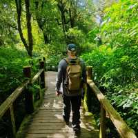 Day trip to the enchanted forest at Doi Inthanon summit
