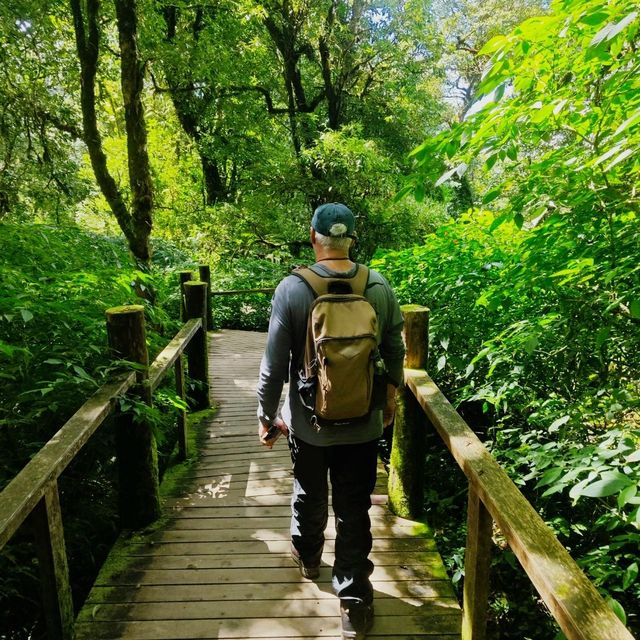 Day trip to the enchanted forest at Doi Inthanon summit