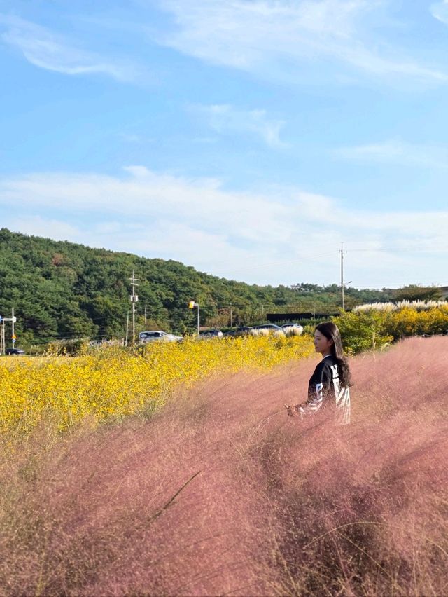 노랑 핑크물결이 가을가을한 기장 광산마을🩷