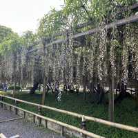 Matcha-lover town