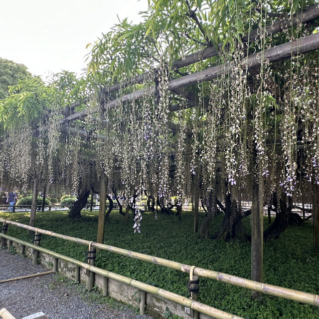 Matcha-lover town