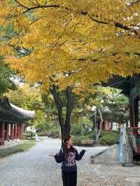 대구 도심 속 단풍 여행을 할 수 있는 경상감영공원 다녀왔어요🍂