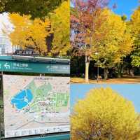 賞銀杏勝地