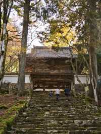 【ここ行って】本当は教えたくない🙅丹波地方最古の寺院で見る紅葉✨