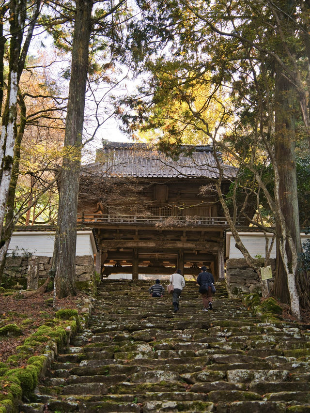 【ここ行って】本当は教えたくない🙅丹波地方最古の寺院で見る紅葉✨ 【ここ行って】本当は教えたくない🙅丹波地方最古の寺院で見る紅葉✨