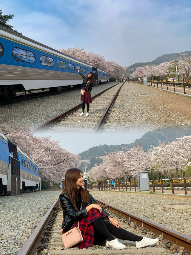 Blossoms on the Tracks: Sakura Dreams at Gyeonghwa Station