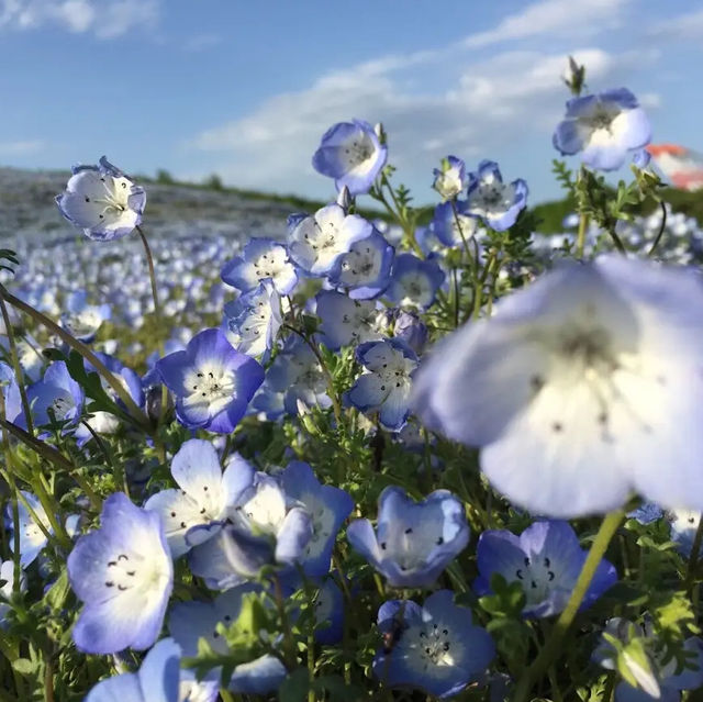 【茨城県 ひたちなか】お花畑を堪能したい方はぜひいって！