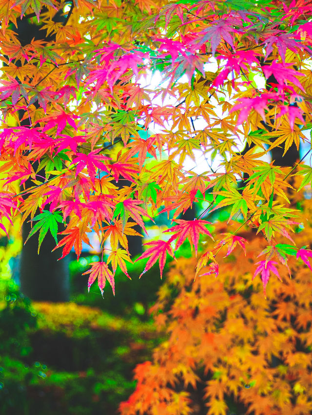 【実は紅葉の穴場だった！】誰でも楽しめる！江戸東京たてもの園