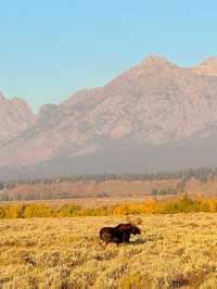  A Week-Long Visit to Grand Teton National Park: Nature’s Majesty at Its Best 