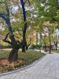 은행잎 가득 가을을 느낄 수 있는 대구 경상감영공원💛