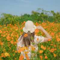 นครสวรรค์ก็มีทุ่งดอกทานตะวันน๊า!! 🌻🌻