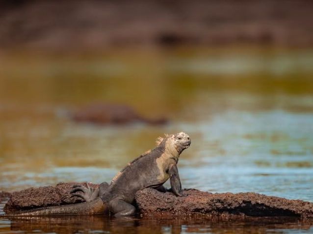 Why Animal Lovers Need to Pack Their Bags for the Galápagos 🦅