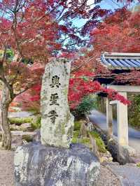 京都 ❤︎ まるで絵画のような🖼️竜宮門からの紅葉🍁 