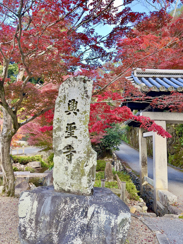 京都 ❤︎ まるで絵画のような🖼️竜宮門からの紅葉🍁 