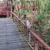 Kinabatangan river cruise is awesome!