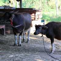 Sabaydee Cafe & Farm I สบายดี คาเฟ่ & ฟาร์ม