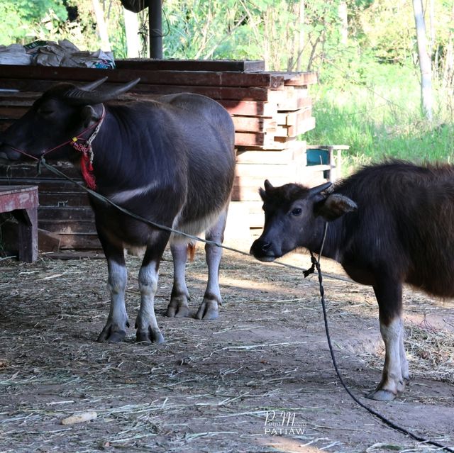 Sabaydee Cafe & Farm I สบายดี คาเฟ่ & ฟาร์ม