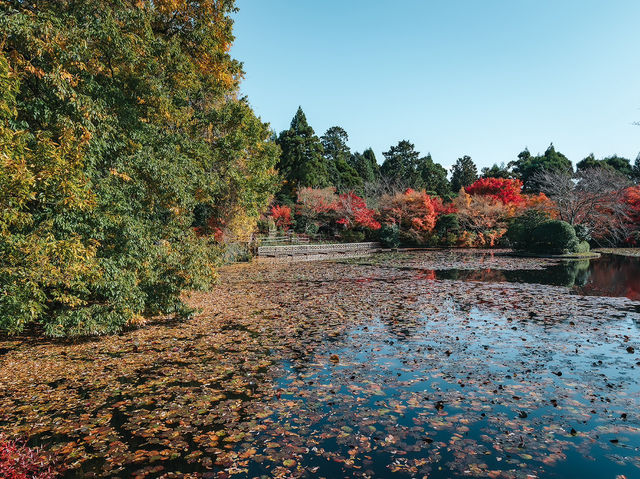 Ryōanji Temple 🍁
