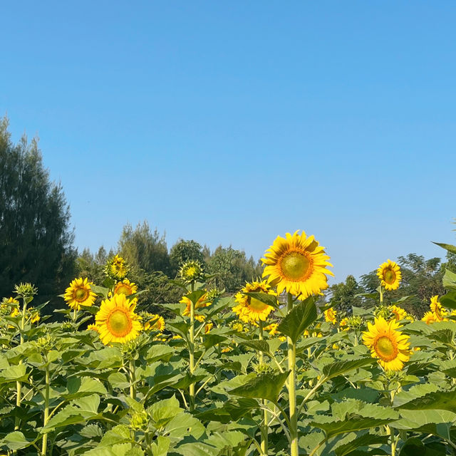 🌻ทานตะวันบานแล้วที่กาญจนบุรี