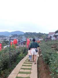 เที่ยวหมู่บ้านรักไทย ต้องมานอนไร่ชา ที่ไร่ชาเฉินฟง