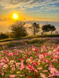 早朝から夕方まで幻想的なコスモスの絶景を満喫！花の駅せら
