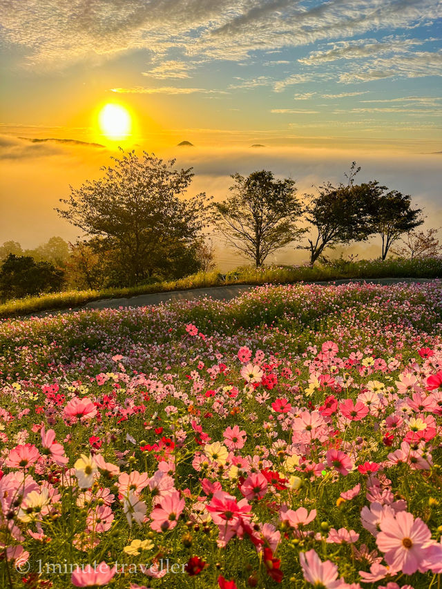 早朝から夕方まで幻想的なコスモスの絶景を満喫！花の駅せら