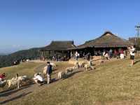 Akha Farmville  🐑⛰️☕️