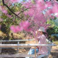 ตามล่าซากุระเมืองไทยที่ อุโมงค์ซากุระ กันค่า 🌸