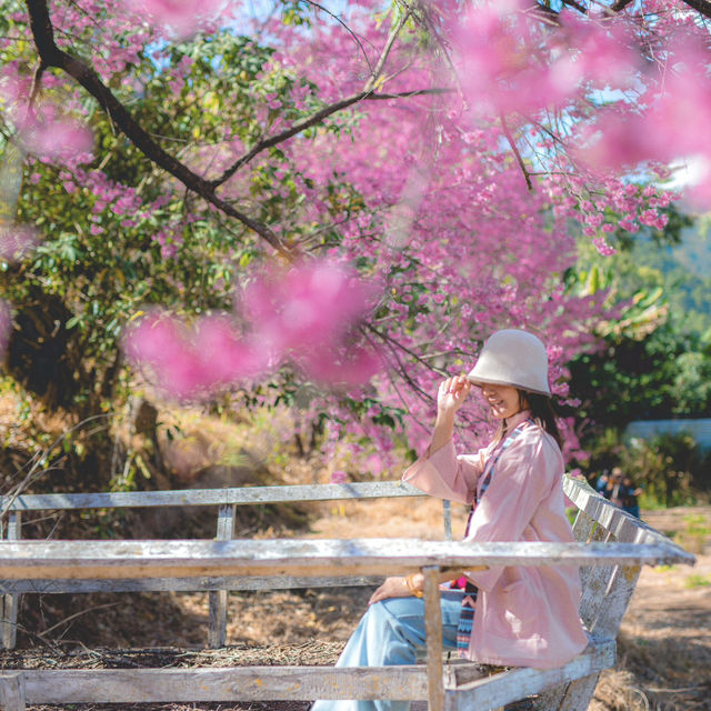 ตามล่าซากุระเมืองไทยที่ อุโมงค์ซากุระ กันค่า 🌸