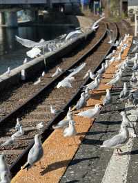 【浜松 冬の旅】 ユリカモメ舞う駅   おびただしい数にびっくり！ピークは1月下旬～2月