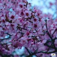 ภูลมโล