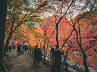 【愛知】香嵐渓✨🍁紅葉が彩る秋の絶景