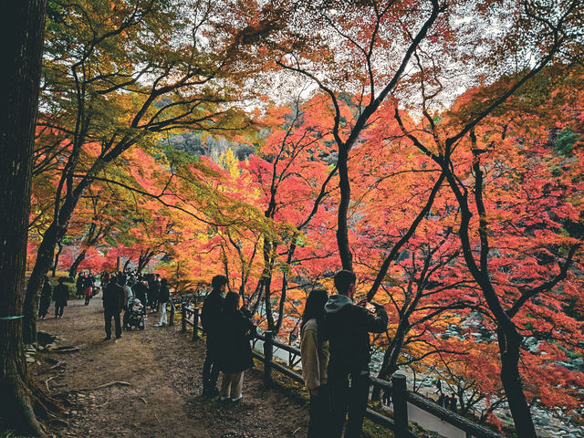 【愛知】香嵐渓✨🍁紅葉が彩る秋の絶景