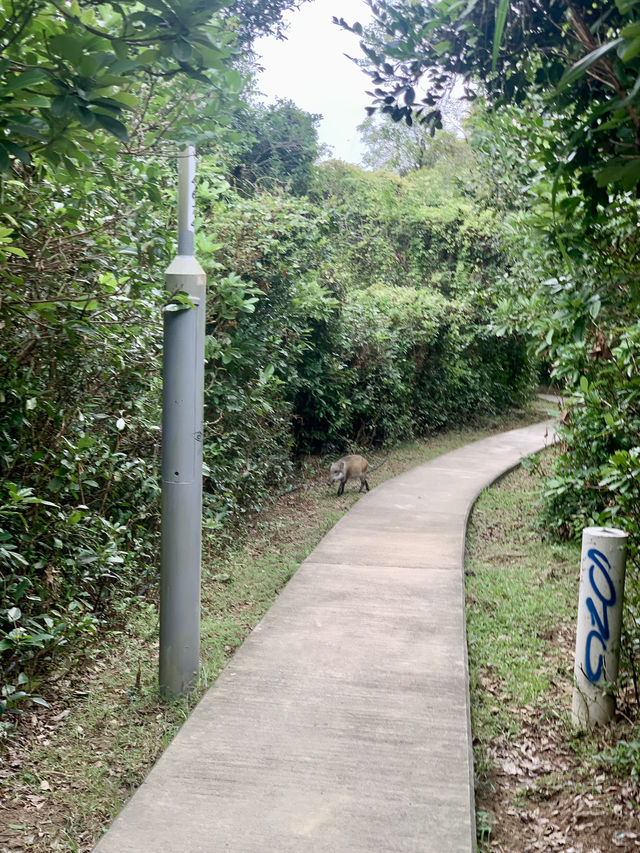 Tap Mun Grass Island Hike 🏝️🥾