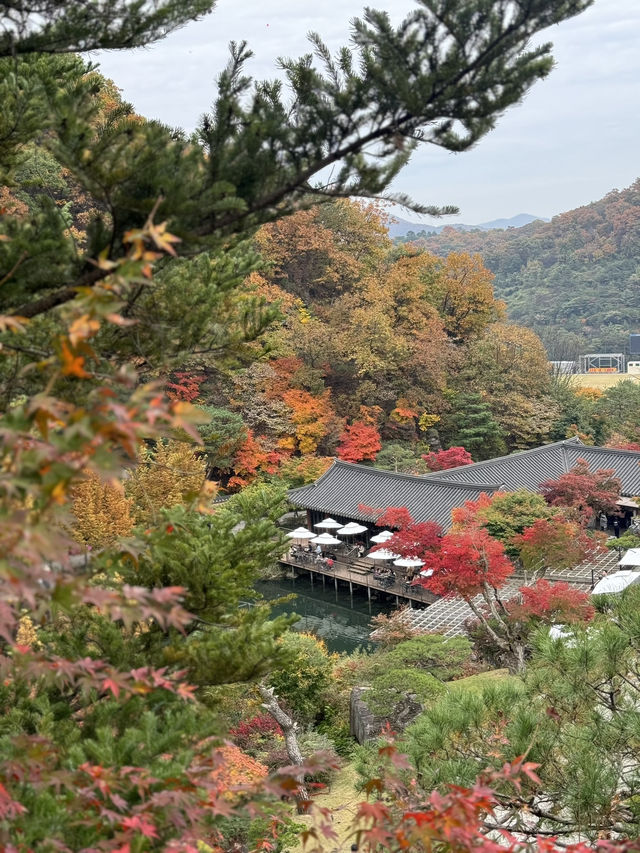 AUTUMN IN SEOUL 🇰🇷🍂🍁