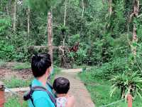 With RM20 a family of 3 can go see Orang Utan
