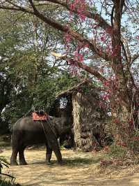 Pattaya （親子旅遊適用）🇹🇭 MongChang Cafe🐘