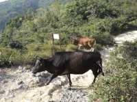 Nature's Masterpiece: Exploring Sai Kung East Country Park