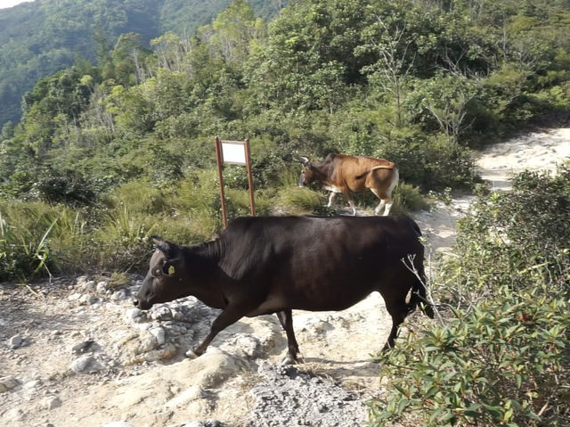 Nature's Masterpiece: Exploring Sai Kung East Country Park