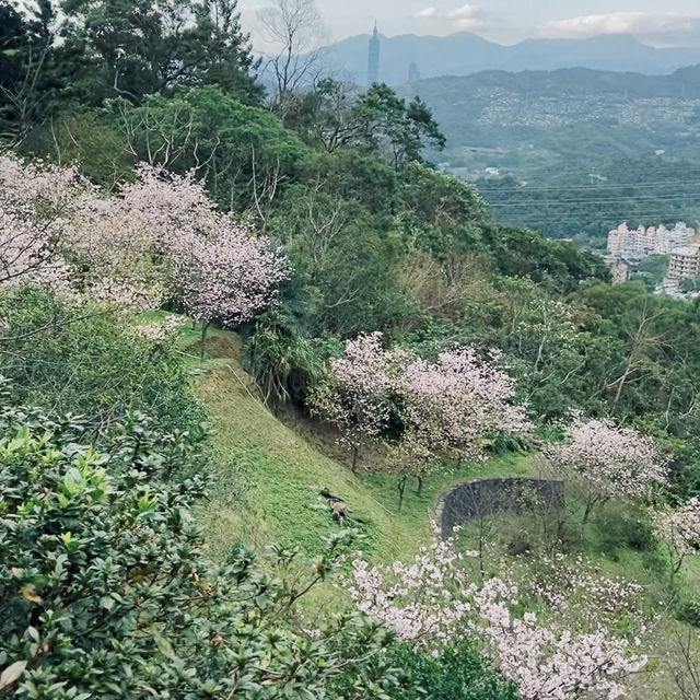 台北｜指南宮櫻花盛開，美不勝收