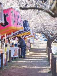 【埼玉】関東三大梅林‼️SLに乗って梅林の中を回れる⁉️ 