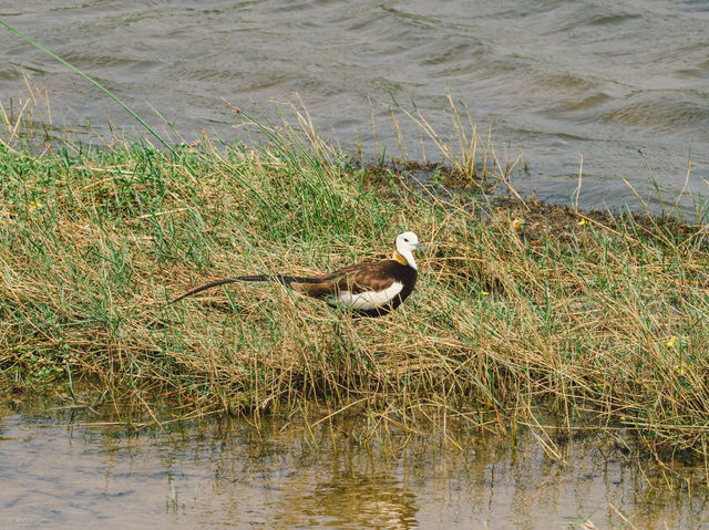 A Full-Day Safari in Yala National Park