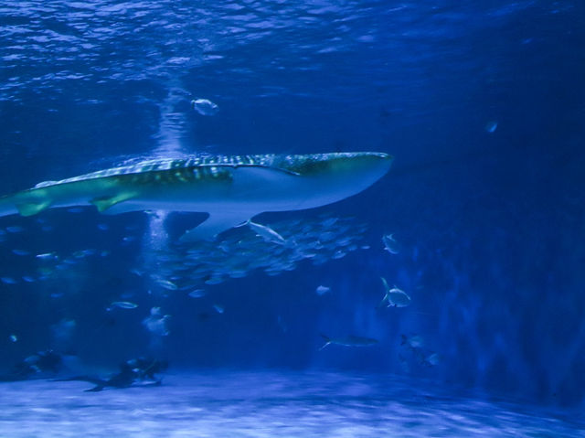 【鹿児島県】 桜島を眼前に仰ぐロケーション抜群の水族館『いおワールドかごしま水族館』