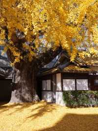 大阪難宗寺｜秋日限定的銀杏黃，美哭了！ 🍂✨