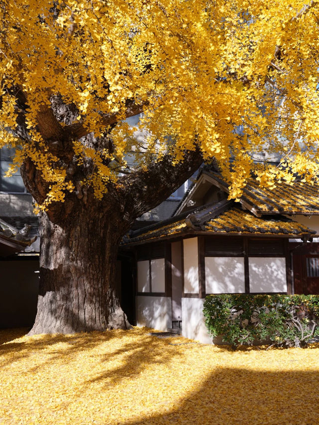 大阪難宗寺｜秋日限定的銀杏黃，美哭了！ 🍂✨