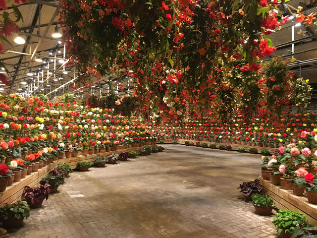 สวนดอกไม้ล้ำๆ และแสงสียามค่ำคืนอลังการ ใกล้นาโกย่า