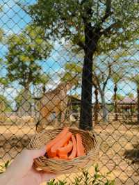泰國曼谷必去景點🦒大城獅子動物園🐅🦓