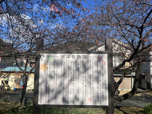 看看東日本最早盛開的櫻花 體驗伊豆半島獨有文化