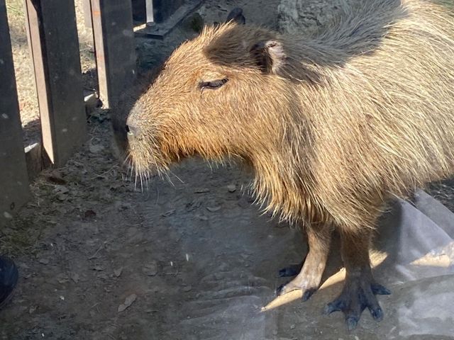 桃園 Xpark沉浸式水族館，探索奇幻海洋世界