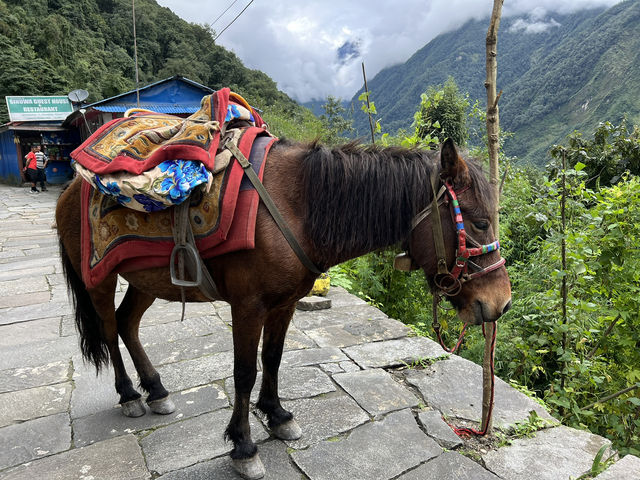 徒步天堂！尼泊爾ABC路線，雪山、驢子、小狗陪你走全程🐴🐶🏔